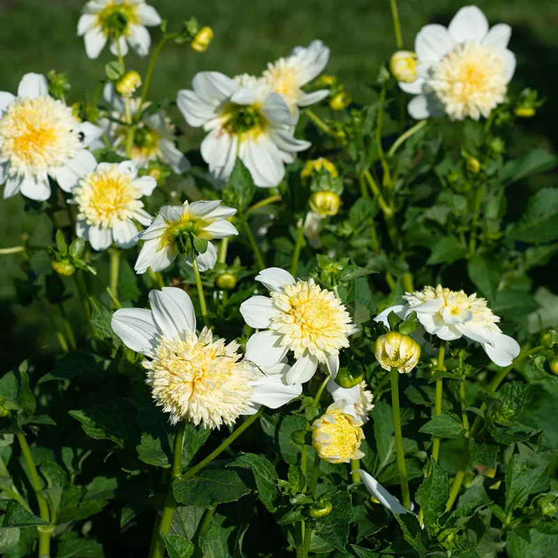 Banana Cream Pie Dahlia Collection - Image 4