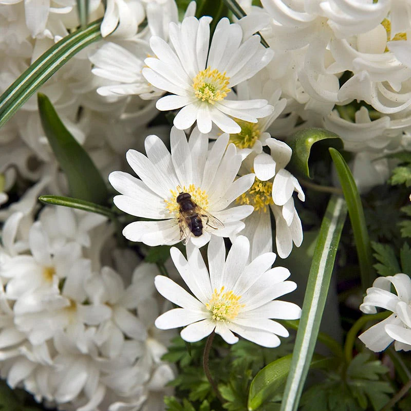 White Splendour Anemone - Image 3
