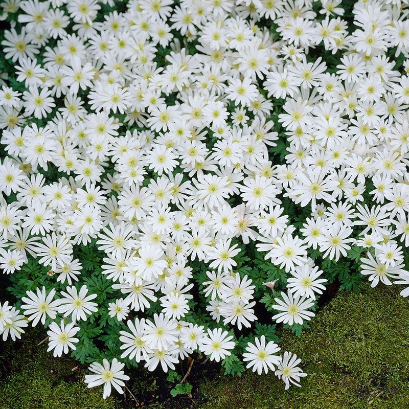 White Splendour Anemone - Image 4