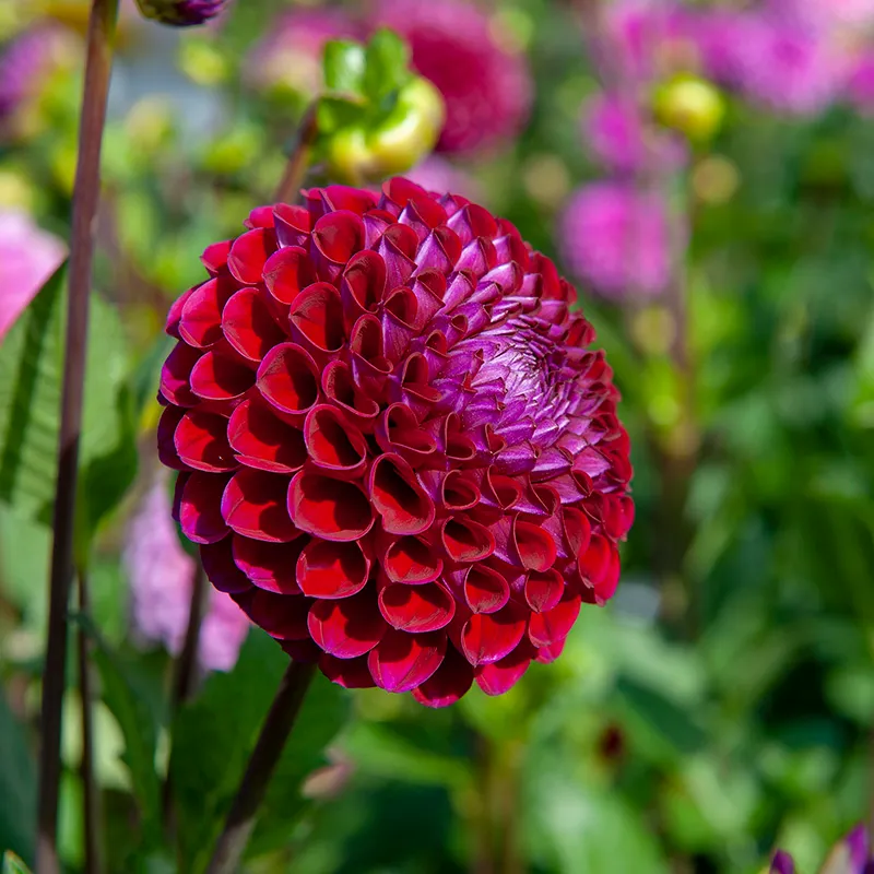 Ivanetti Ball Dahlia - Image 3