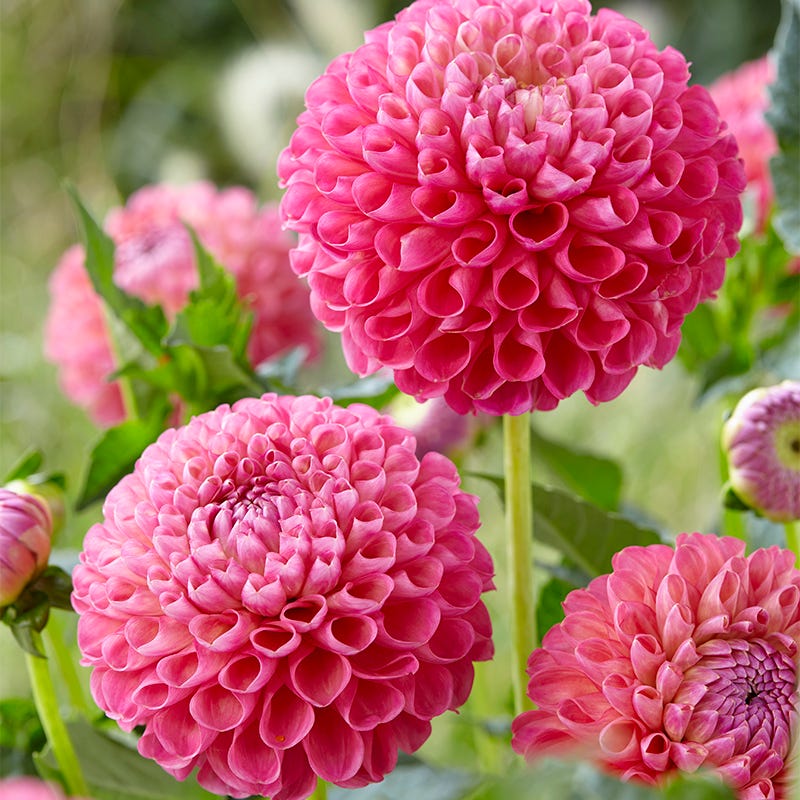Jowey Frambo Ball Dahlia