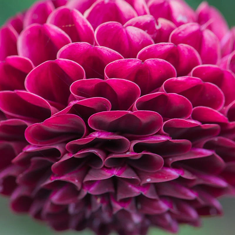 Rocco Ball Dahlia - Image 2