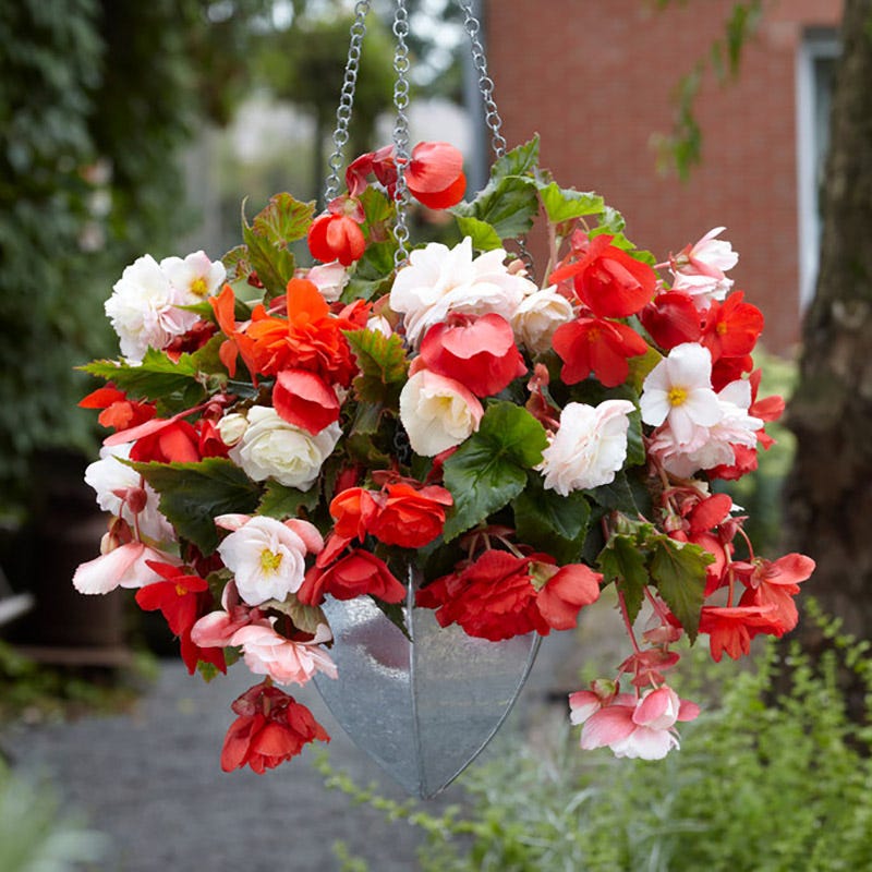 Odorata Begonia Mix