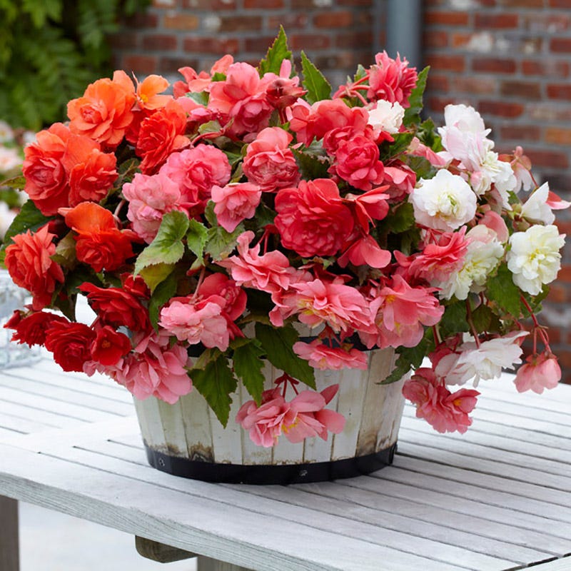 Odorata Begonia Mix - Image 2