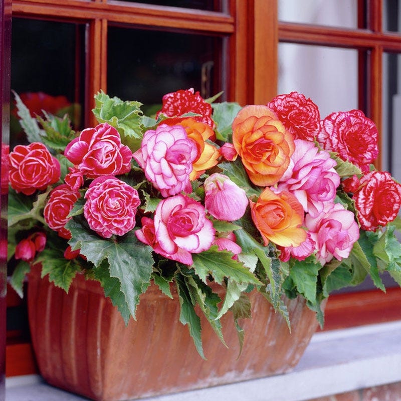 Picotee Begonia Mix