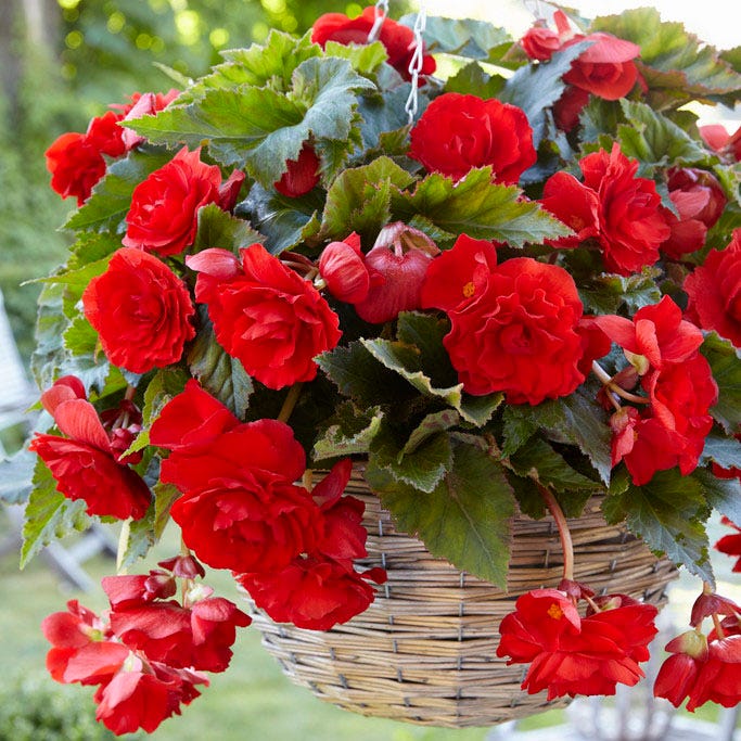 Red Cascading Begonia
