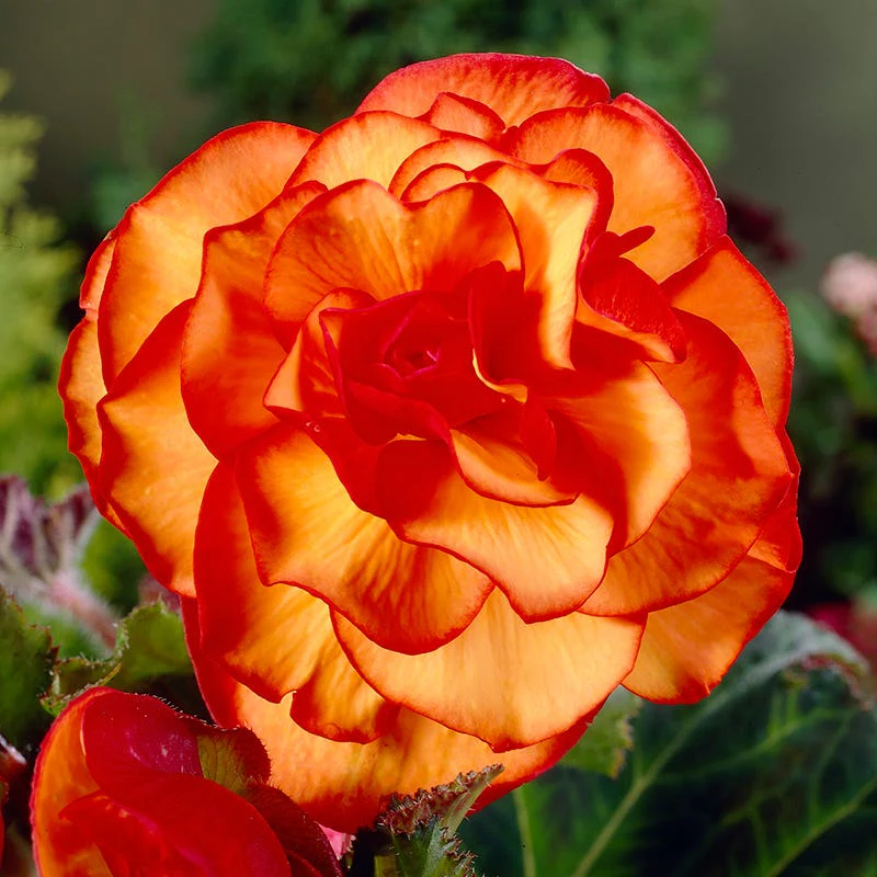 Shade Porch Hummingbird Begonia Collection - Image 4