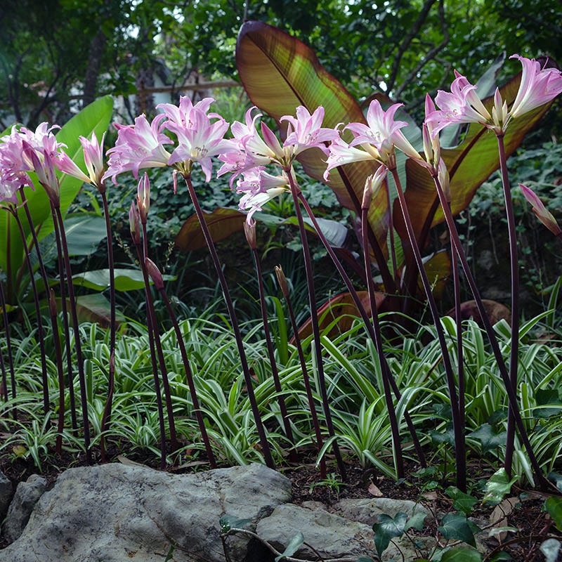Belladonna Lily - Image 4
