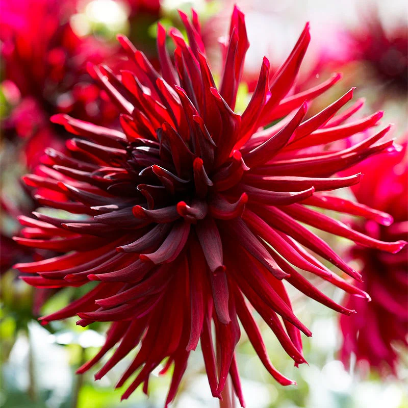 Black Narcissus Cactus Dahlia