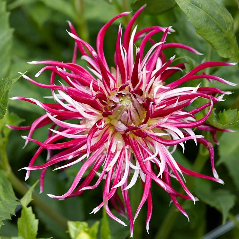 Hollyhill Spider Woman Cactus Dahlia