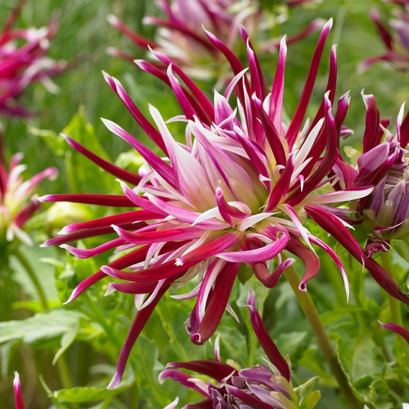 Hollyhill Spider Woman Cactus Dahlia - Image 2
