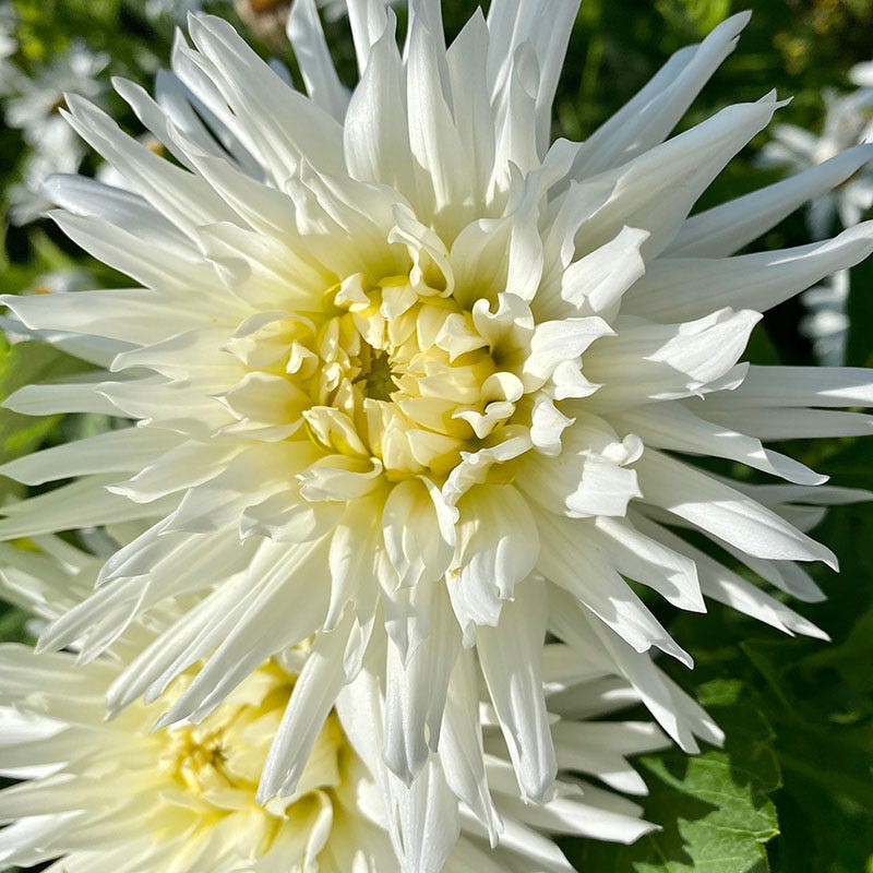 My Love Semi Cactus Dahlia