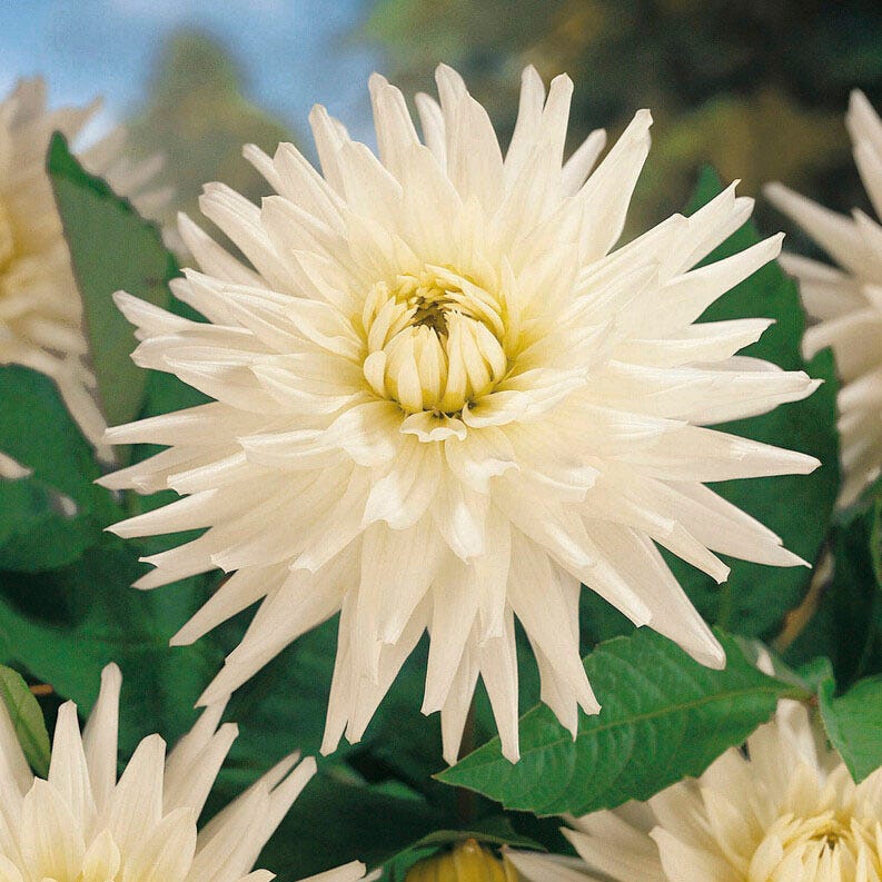My Love Semi Cactus Dahlia - Image 2