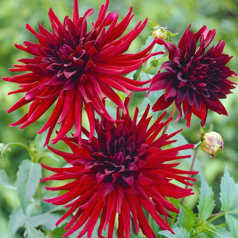 Nuit d'Ete Cactus Dahlia