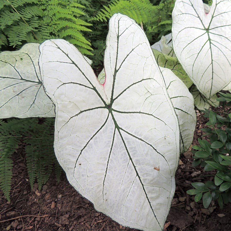 Candidum Caladium - Image 2