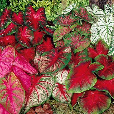 Caladium Mix - Image 3