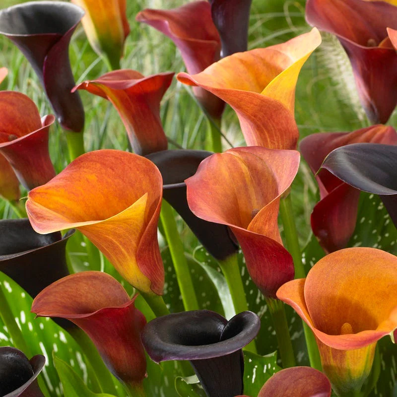 Orange Blend Calla Lily Mix - Image 3