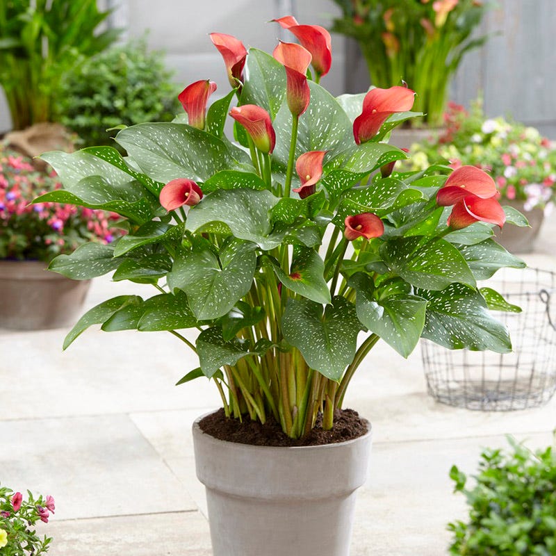 Red Alert Calla Lily - Image 3