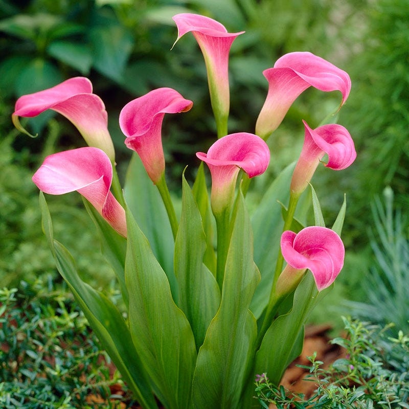 Super Gem Calla Lily - Image 3