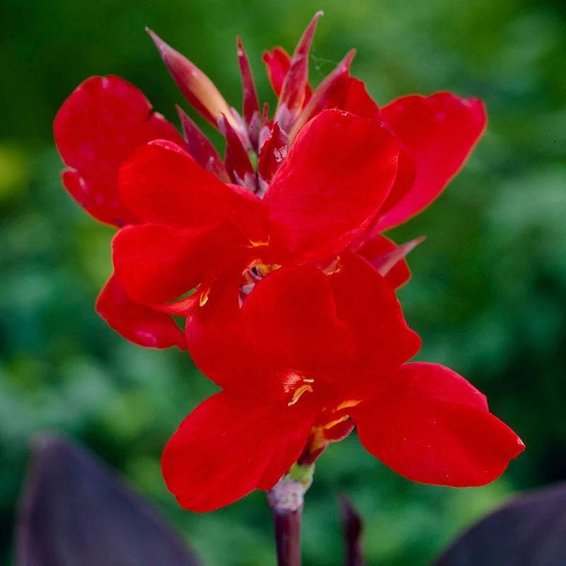 Australia Canna Lily - Image 2