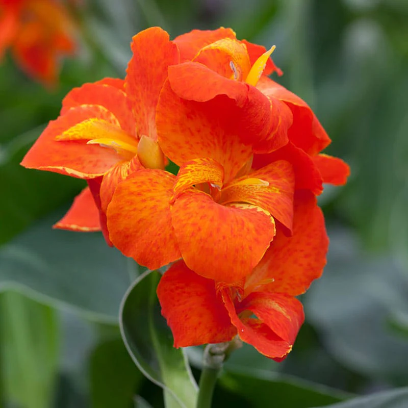 CannaSol™ Happy Cleo Canna Lily