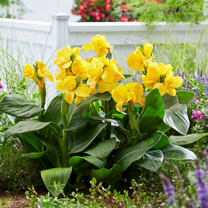 CannaSol™ Happy Emily Canna Lily