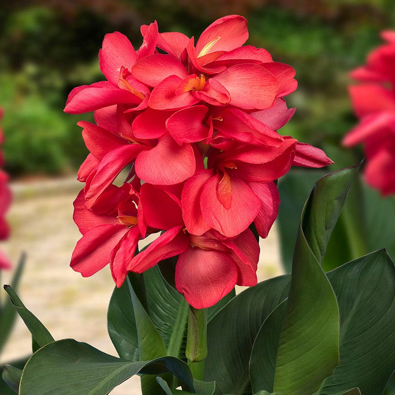 CannaSol™ Happy Isabel Canna Lily