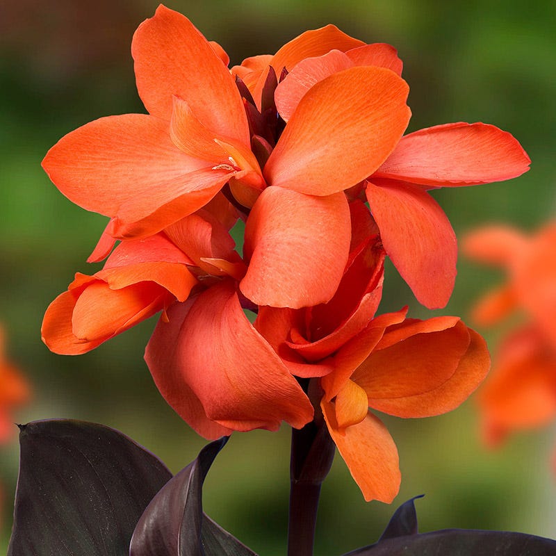CannaSol™ Happy Wilma Canna Lily