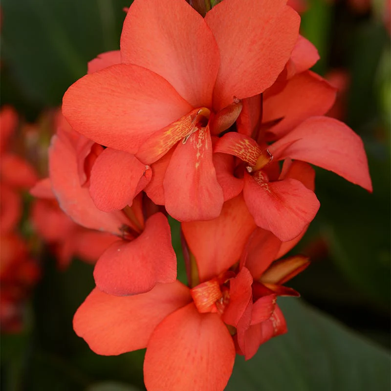 Cannova® Red Shades Canna Lily - Image 2