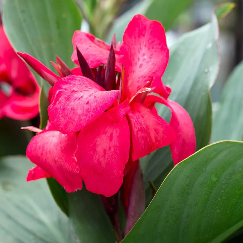 Cannova® Rose Canna Lily
