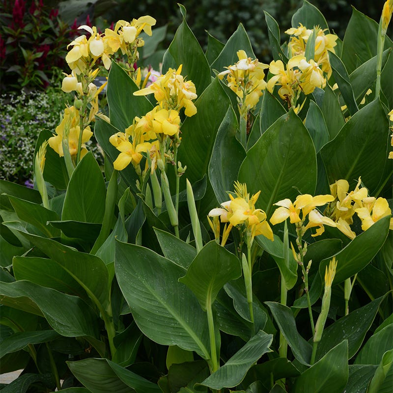 Cannova® Yellow Canna Lily
