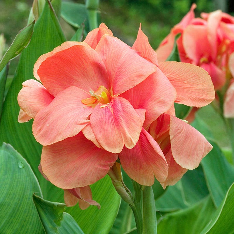 Miss Oklahoma Canna Lily