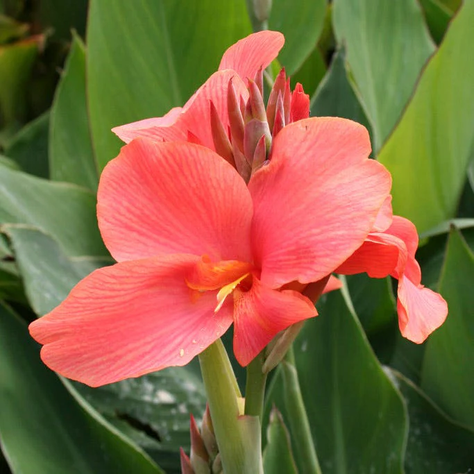 Miss Oklahoma Canna Lily - Image 3