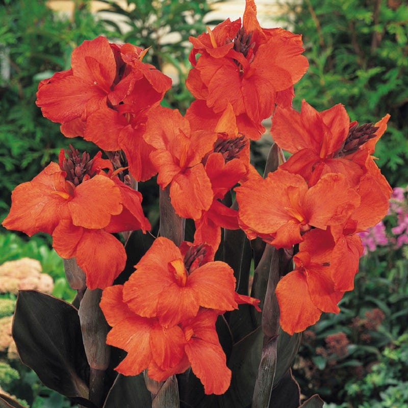 Orange Chocolate Canna Lily
