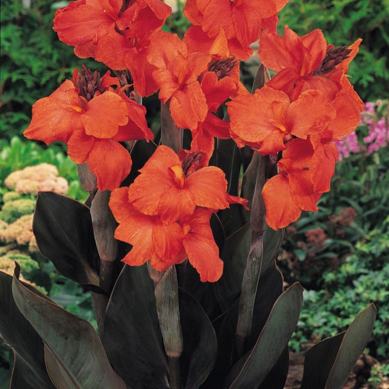 Orange Chocolate Canna Lily - Image 2