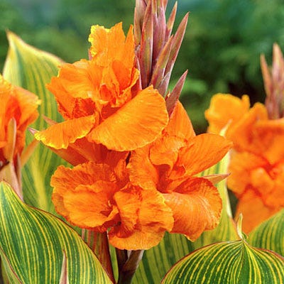 Pretoria Canna Lily - Image 2