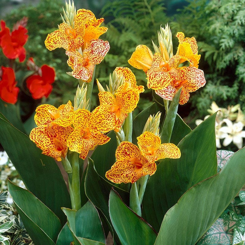 Starship Canna Lily - Image 2