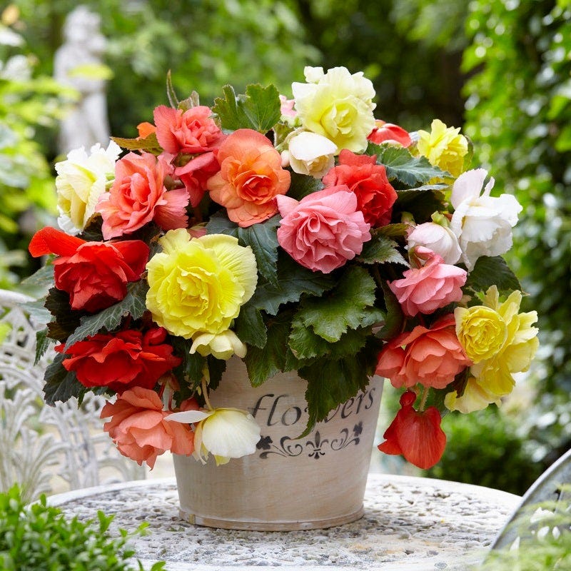 Cascading Begonia Mix - Image 2