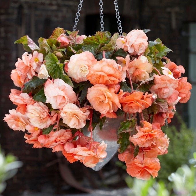 Cascades In The Shade Begonia Collection - Image 4
