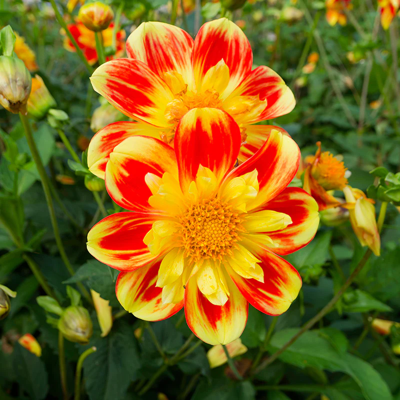 Pooh Collarette Dahlia - Image 3