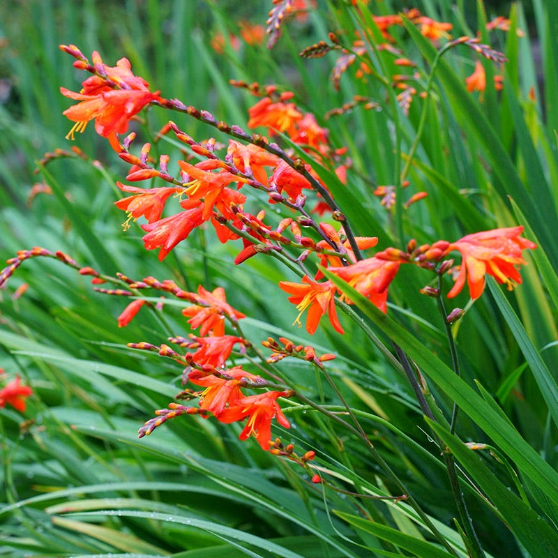 Eva Crocosmia - Image 3