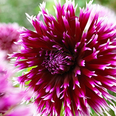 Alauna Clair-Obscur Cactus Dahlia - Image 2