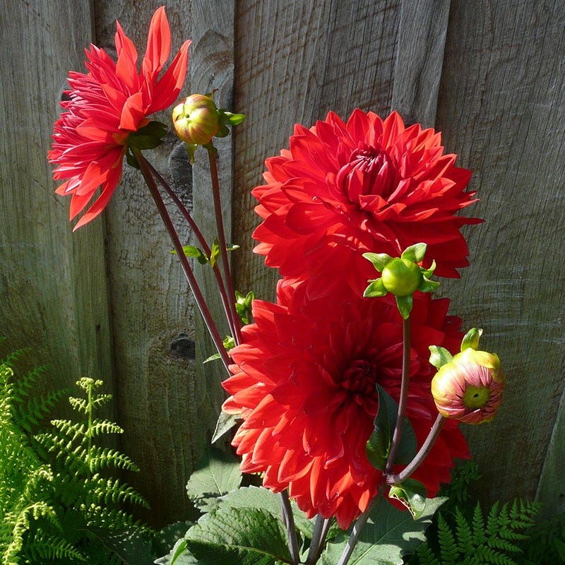 Babylon Red Dinner Plate Dahlia - Image 3