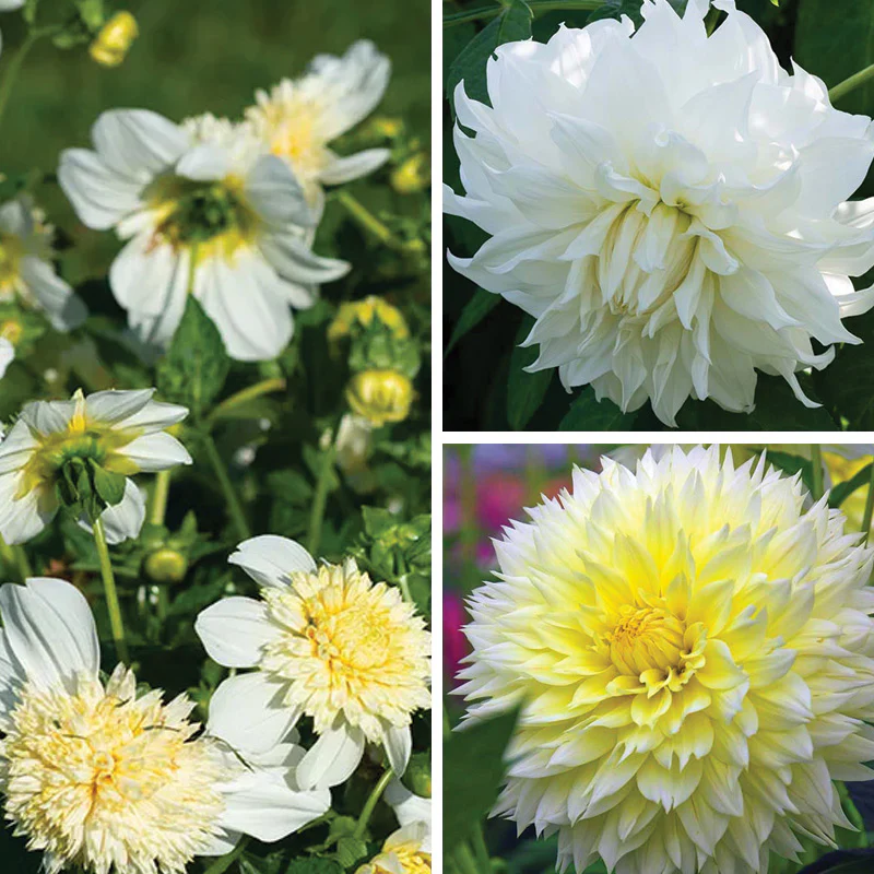 Banana Cream Pie Dahlia Collection