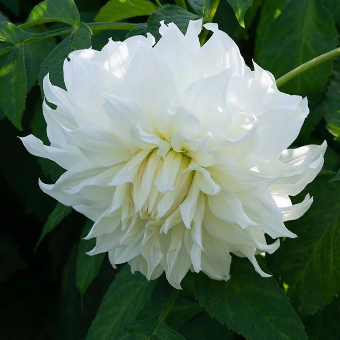 Banana Cream Pie Dahlia Collection - Image 2