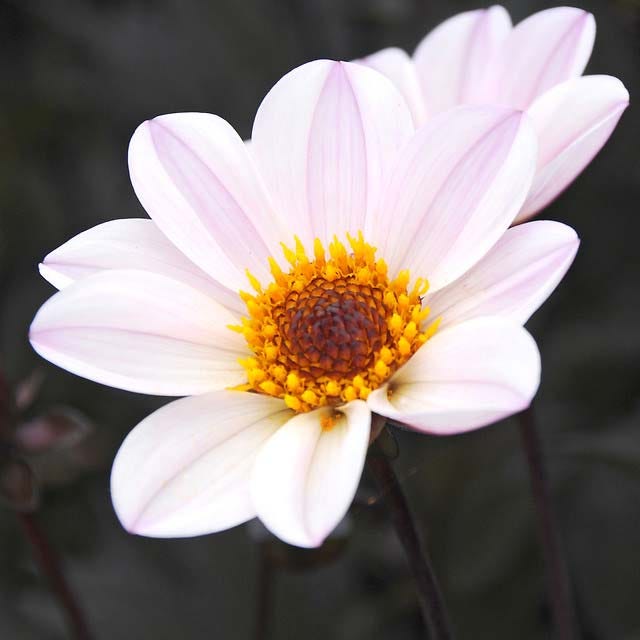 Berry Chiffon Dahlia Collection - Image 5