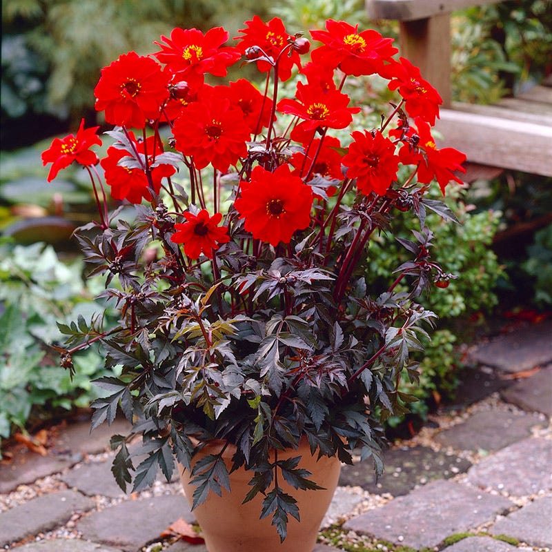 Bishop of Llandaff Peony Flowering Dahlia - Image 4