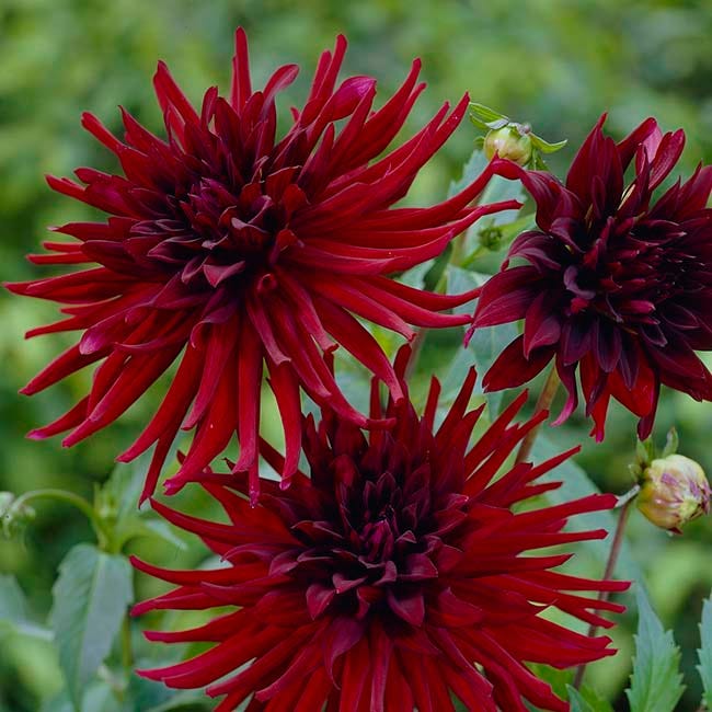Black Forest Cake Dahlia Collection - Image 3