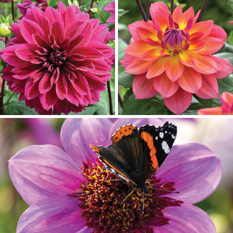 Bold Trio Dahlia Collection