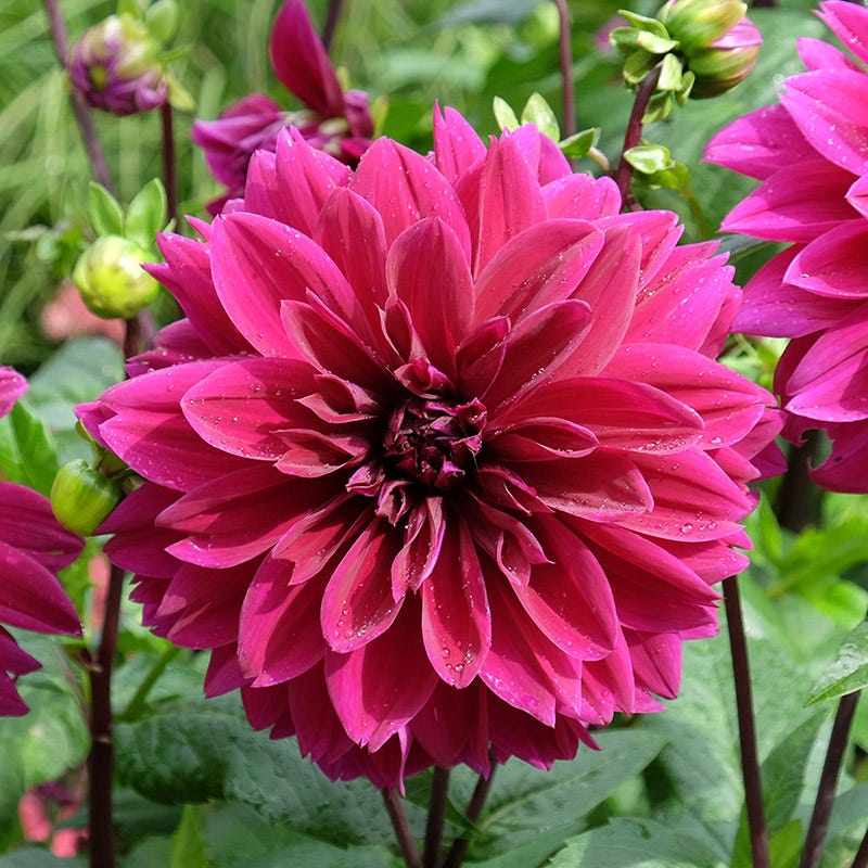 Bold Trio Dahlia Collection - Image 4